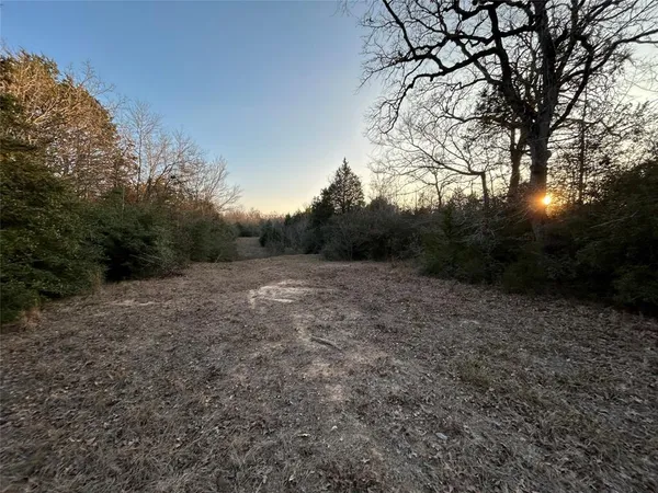 a view of a forest with trees in the background