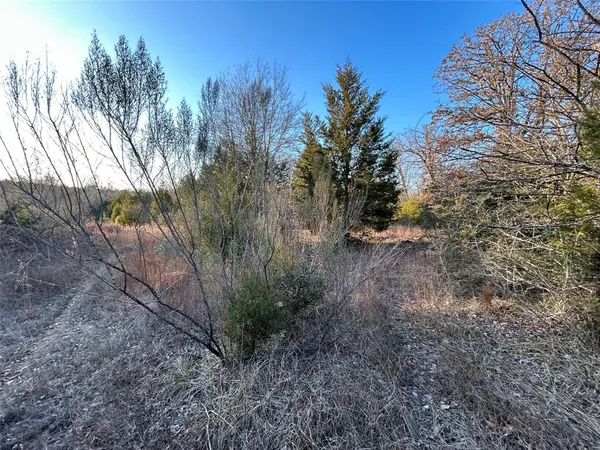 a view of a yard with plants and trees