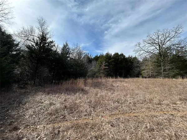 a view of a dry yard with trees