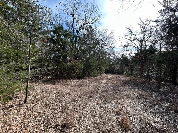 a view of a yard with plants and large trees