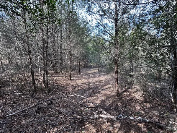 a view of a forest with trees in the background