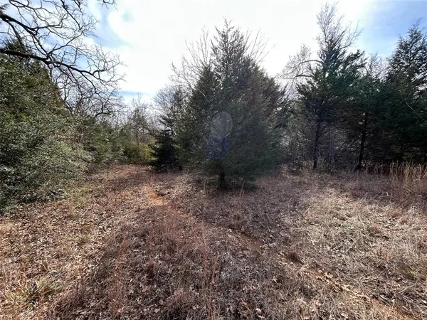a view of a forest with trees in the background