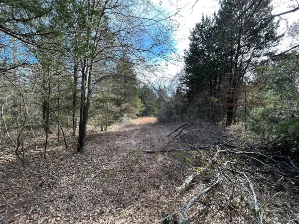 a view of a forest with trees in the background