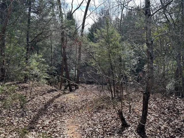 a view of a forest with trees in the background