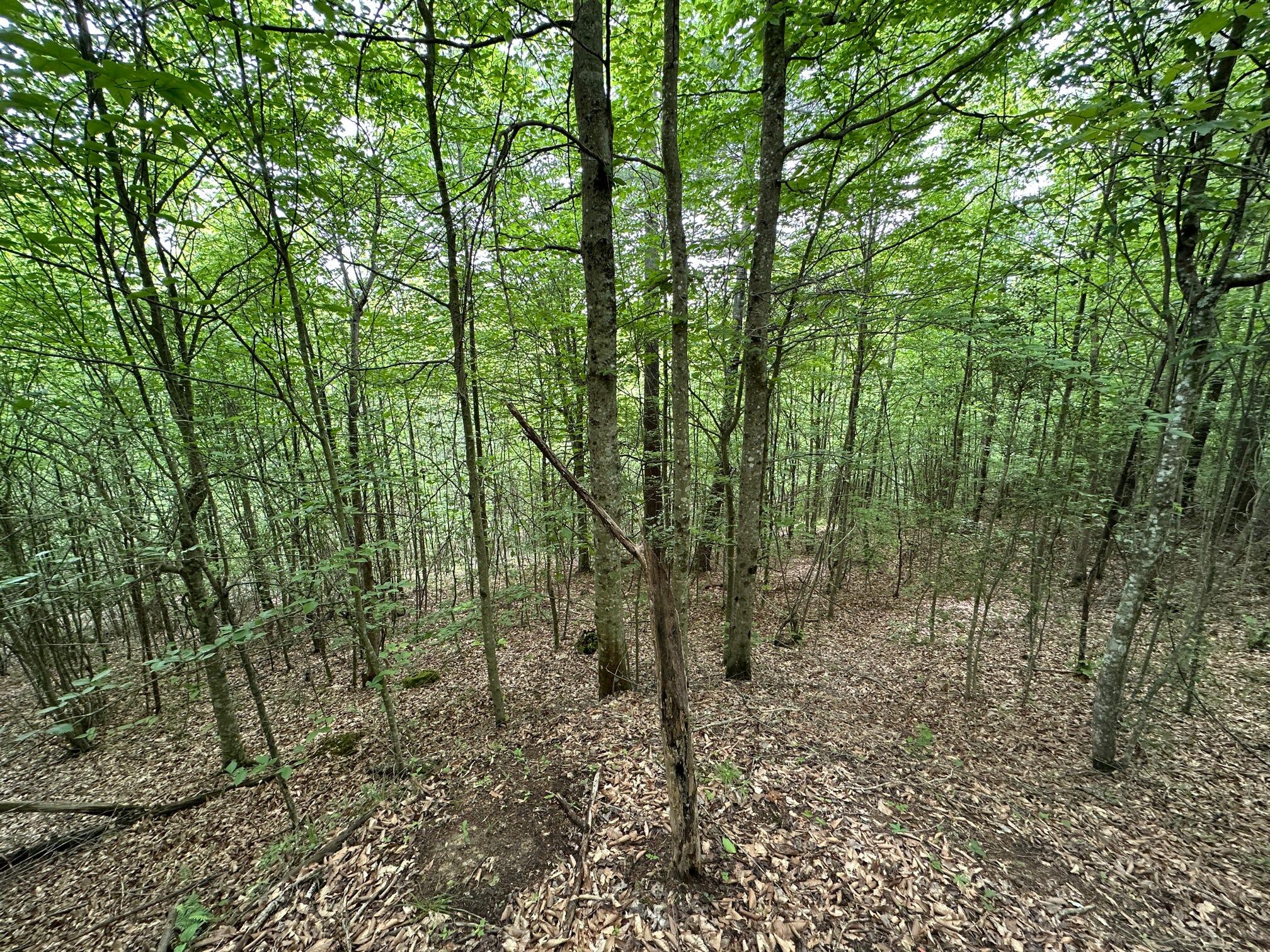 1802 River Road Williamsburg, KY 40769 - Photo 55 of 59 Woods