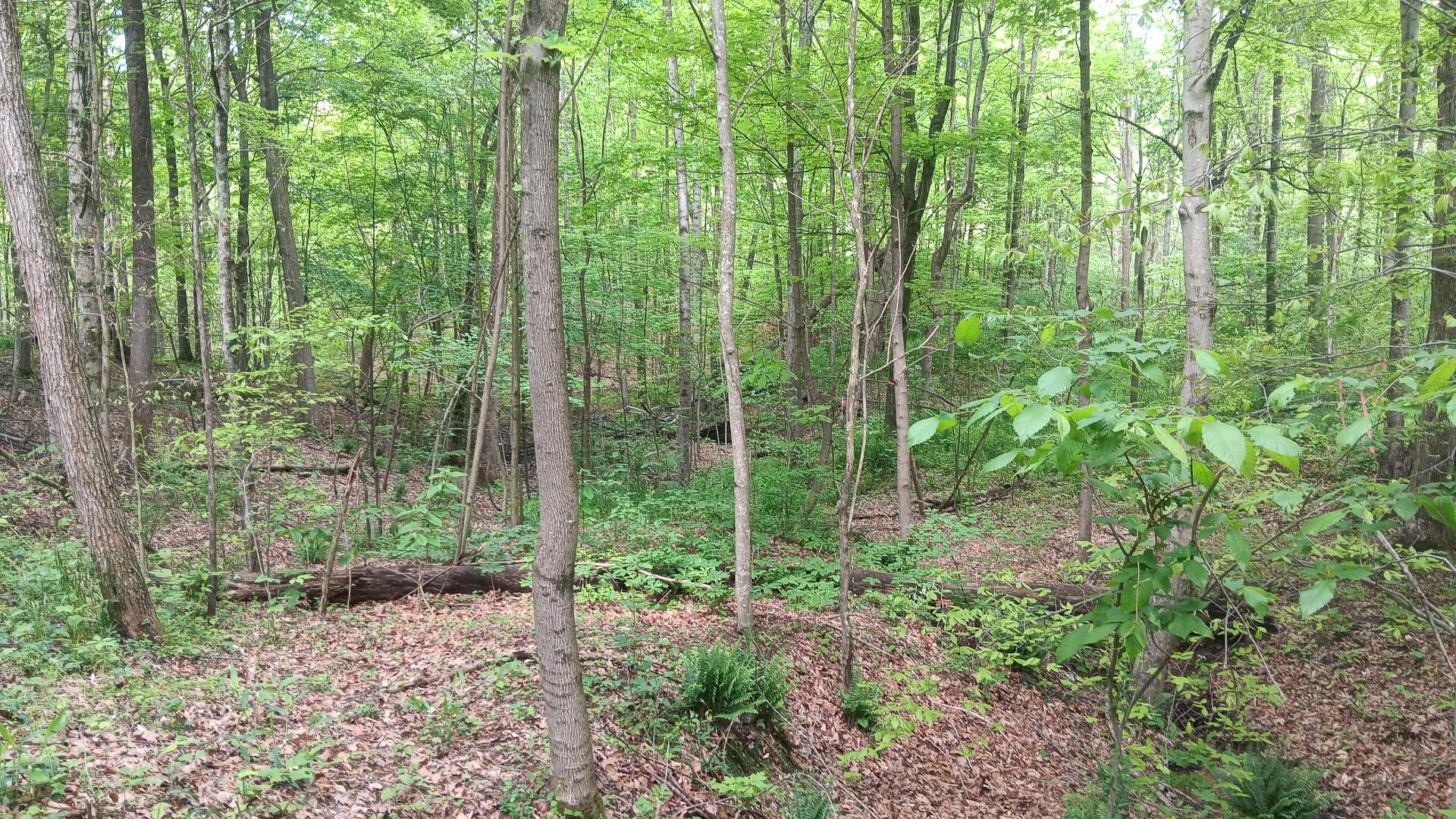 0 Sand Ridge Road, Unit ALBANY HIDEAWAY TRACT 1) Albany, OH 45710 - Photo 4 of 24 CT-4