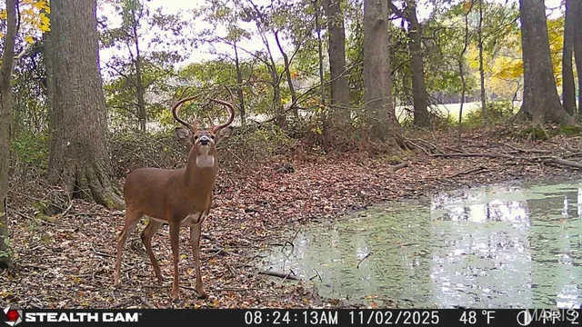 $155,000 | 6423 Highway 184, Royalton, IL 62983