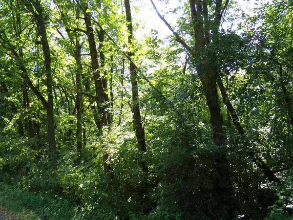 $148,000 | 67-xx Old Sawmill Road, Harris, MN 55032