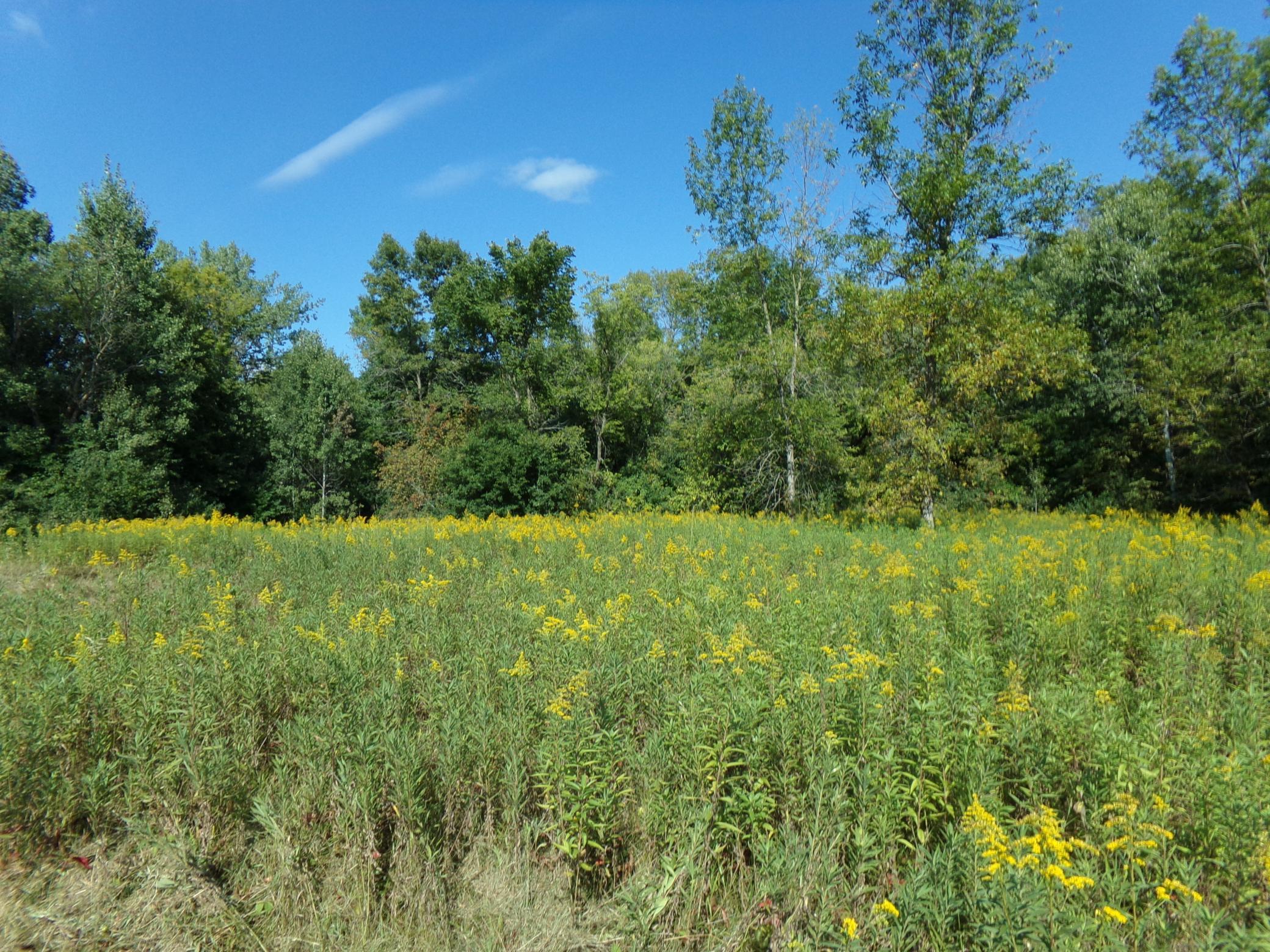 67-xx Old Sawmill Road Harris, MN 55032 - Photo 4 of 15