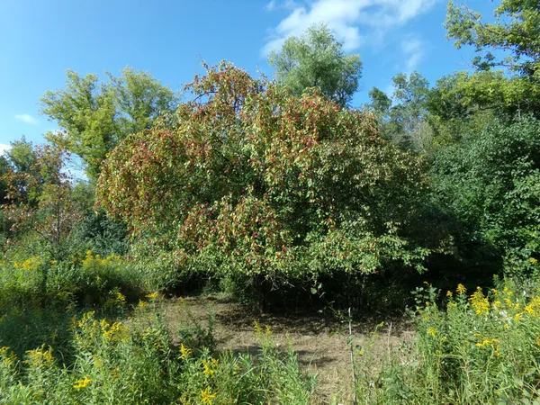 $148,000 | 67-xx Old Sawmill Road, Harris, MN 55032