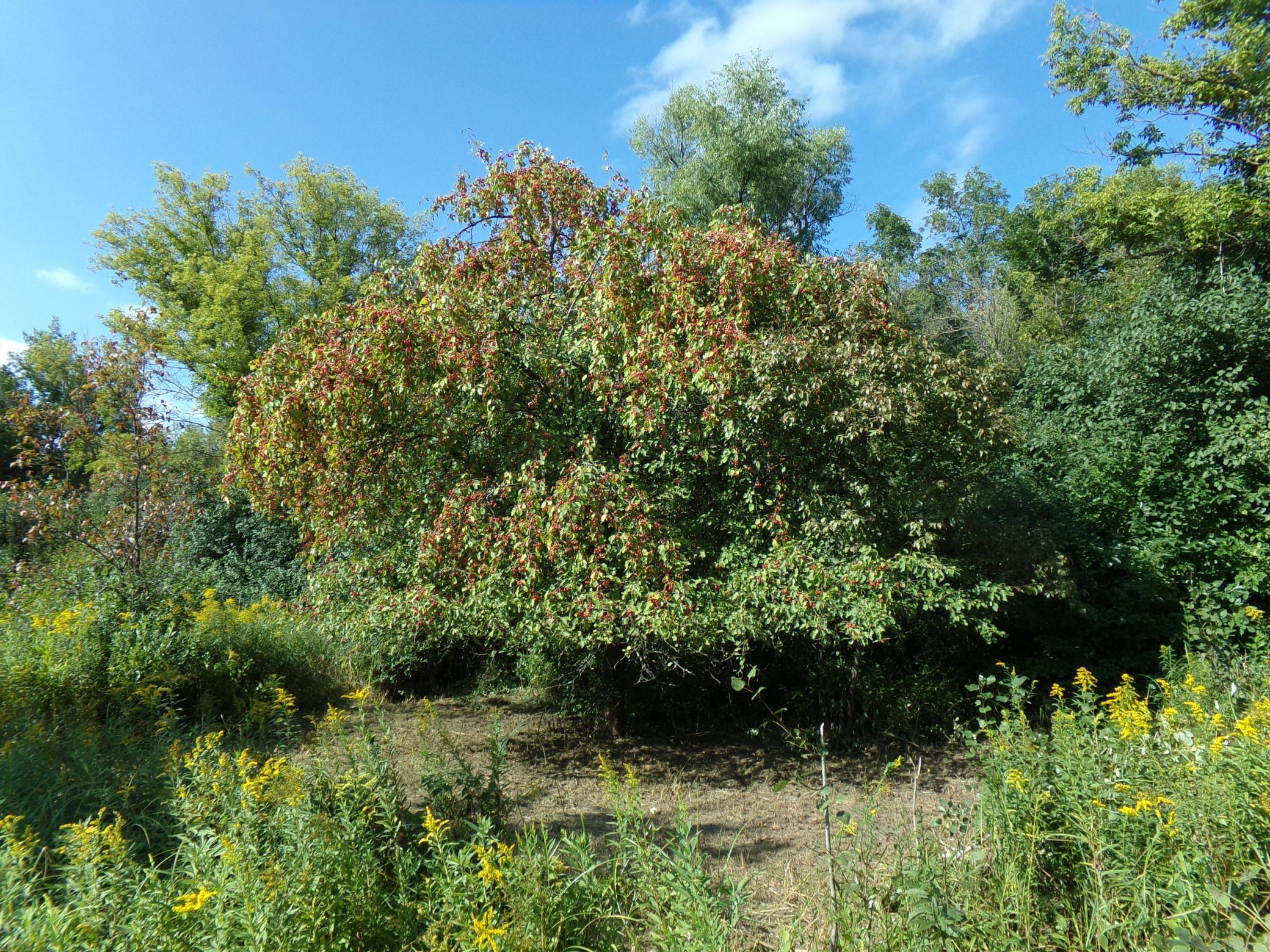 67-xx Old Sawmill Road Harris, MN 55032 - Photo 7 of 15