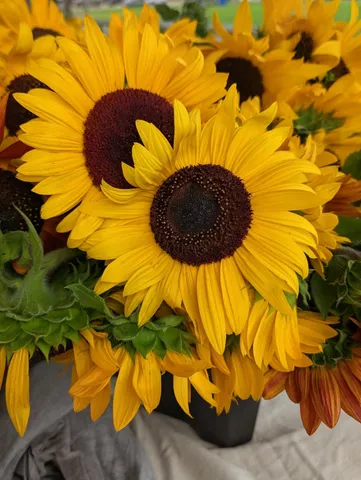 $674,900 | 7 Horseshoe Circle, Sandwich, MA 02563