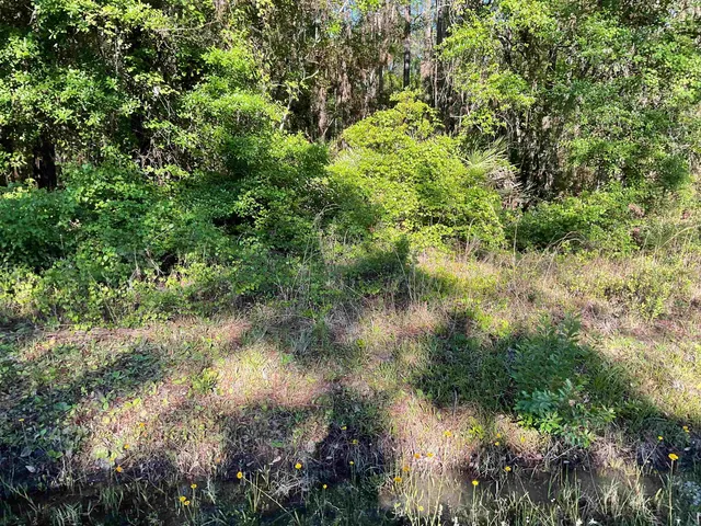 a view of a lake with a tree