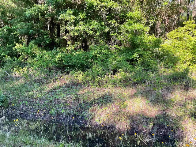 a view of a forest with a tree