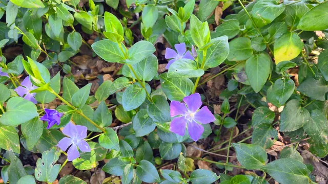 $739,000 | 730 Lewis Road, Santa Rosa, CA 95404