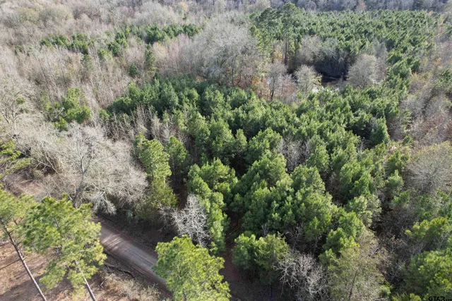 a view of a forest with a tree