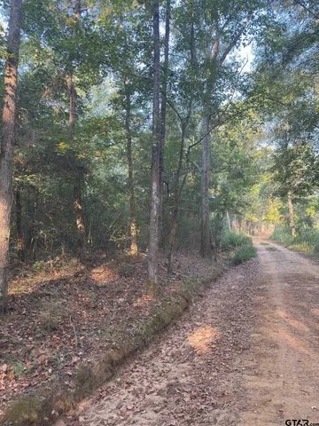 a view of a forest with trees