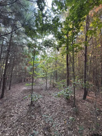 a view of a forest with trees