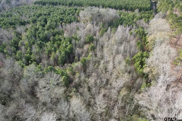 a view of a forest with lots of trees