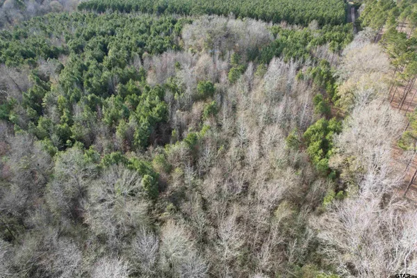 a view of a forest with lots of trees