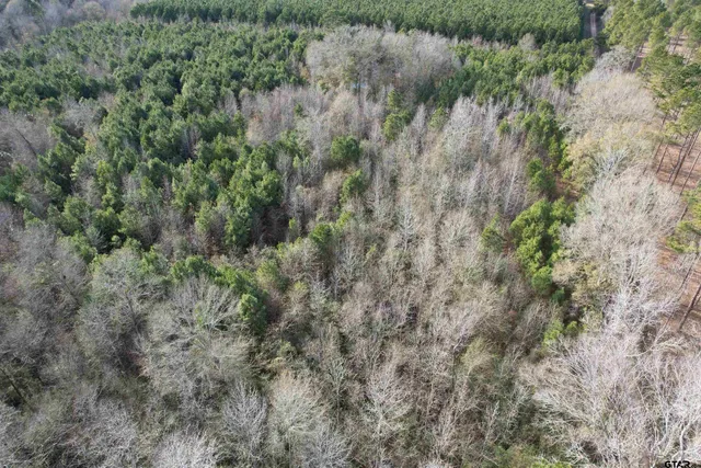 a view of a forest with lots of trees