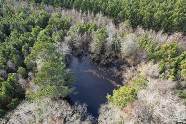 a view of a garden with a tree