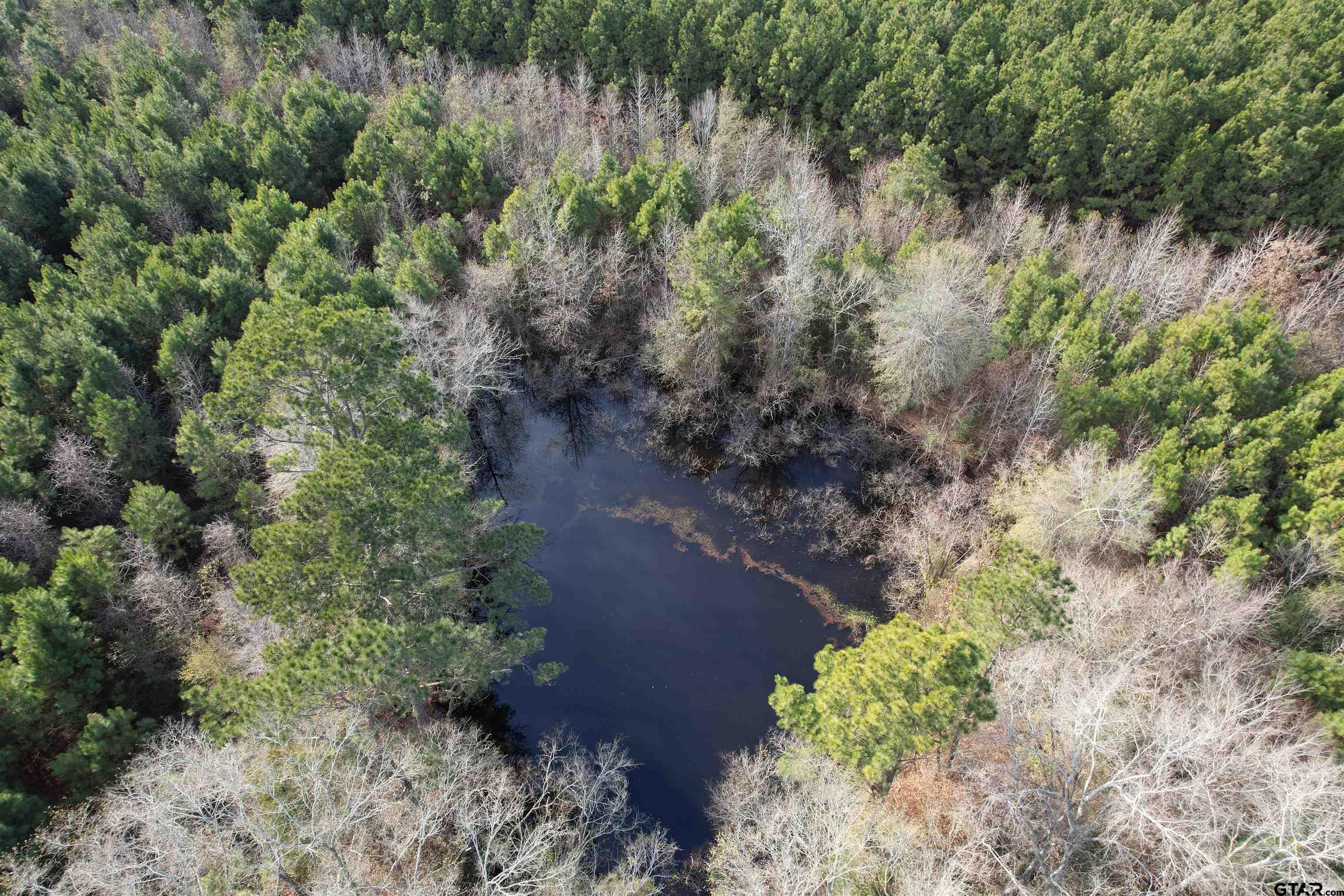 4037 County Road 4037 Timpson, TX 75975 - Photo 7 of 14 a view of a garden with a tree