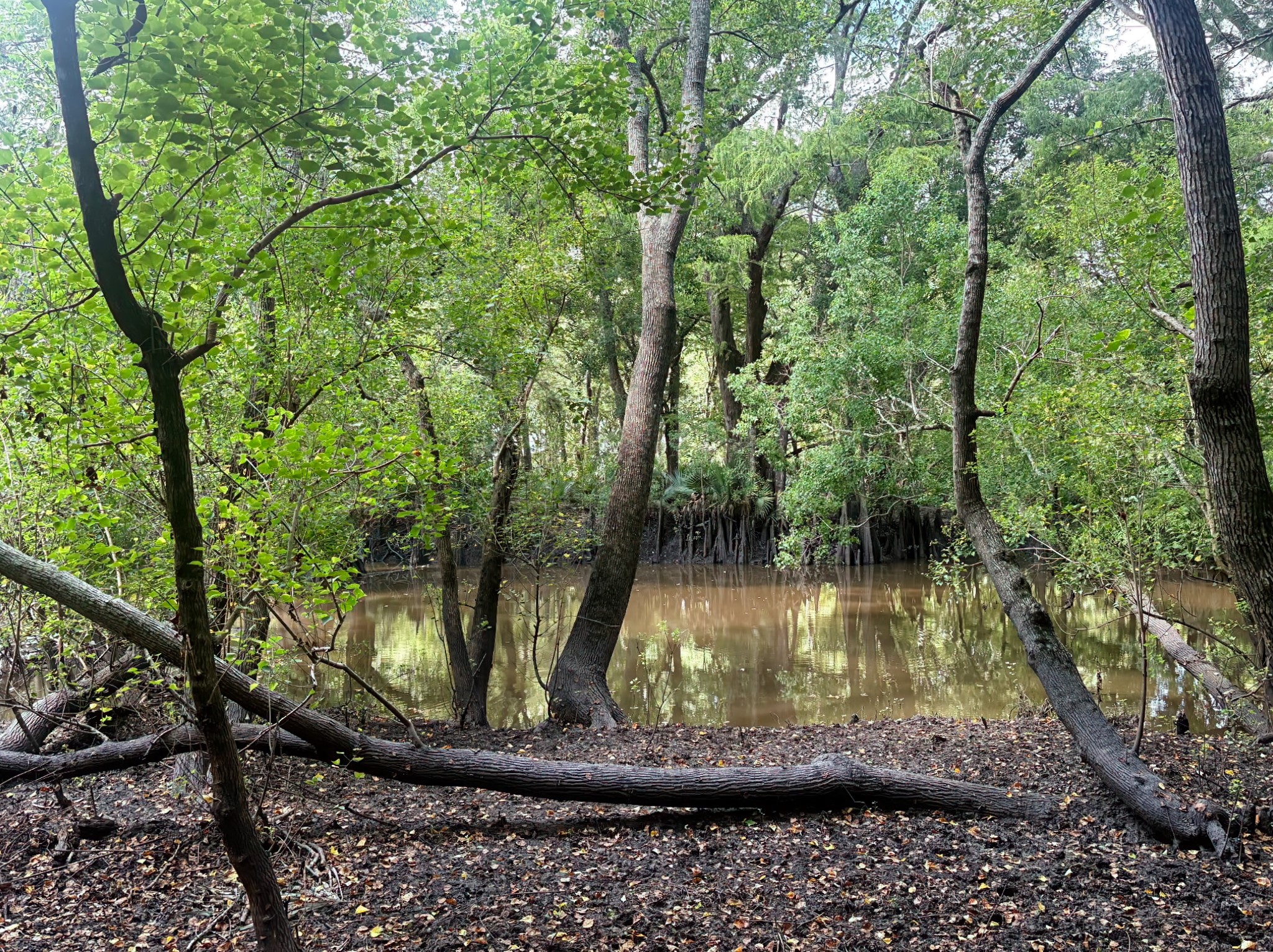 1335 Hilltop Road Beasley, TX 77417 - Photo 43 of 44 end of the property at San Bernard River