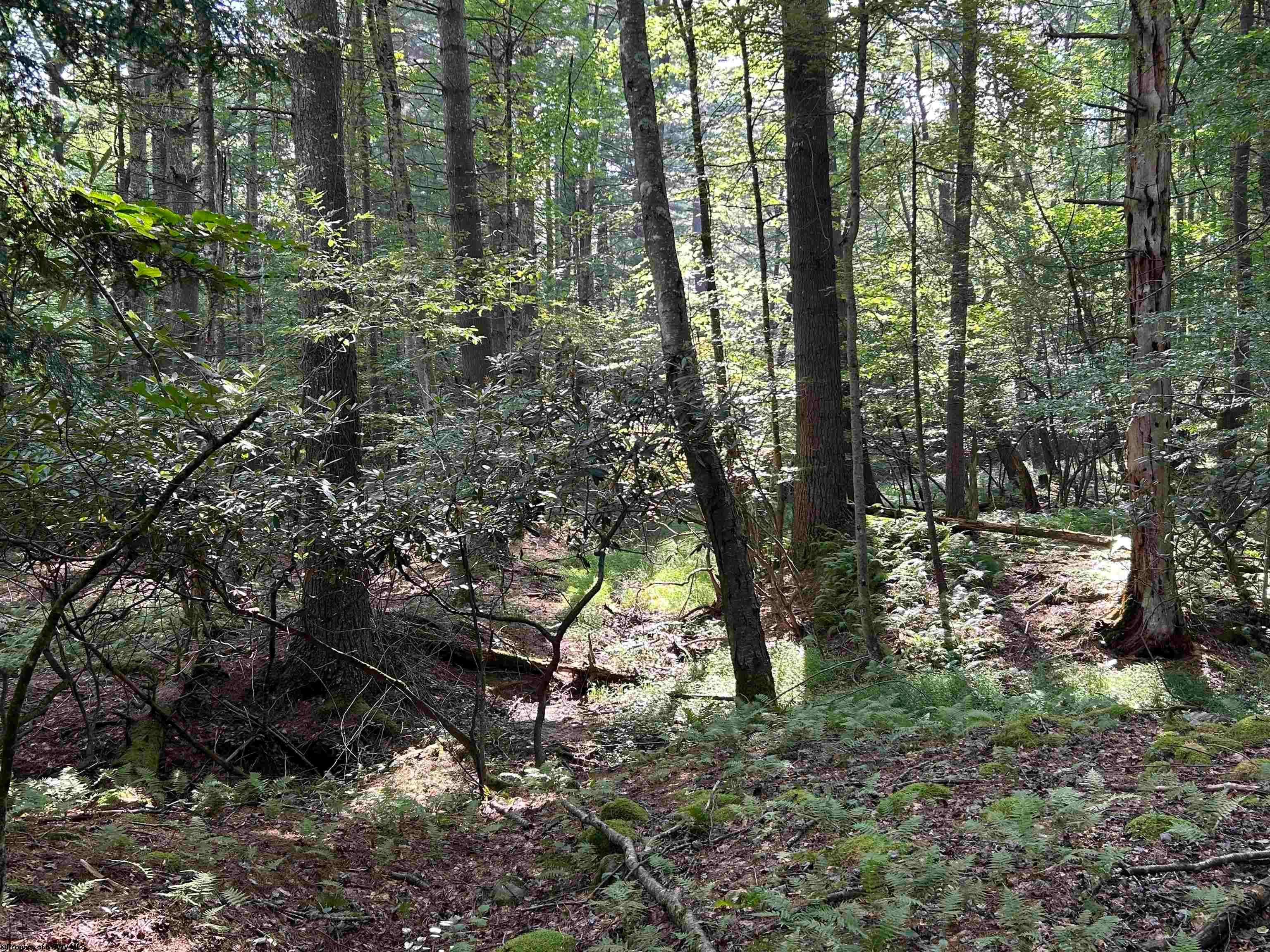0 Bonner Mountain Road Dryfork, WV 26263 - Photo 9 of 23 Gallery Image 9