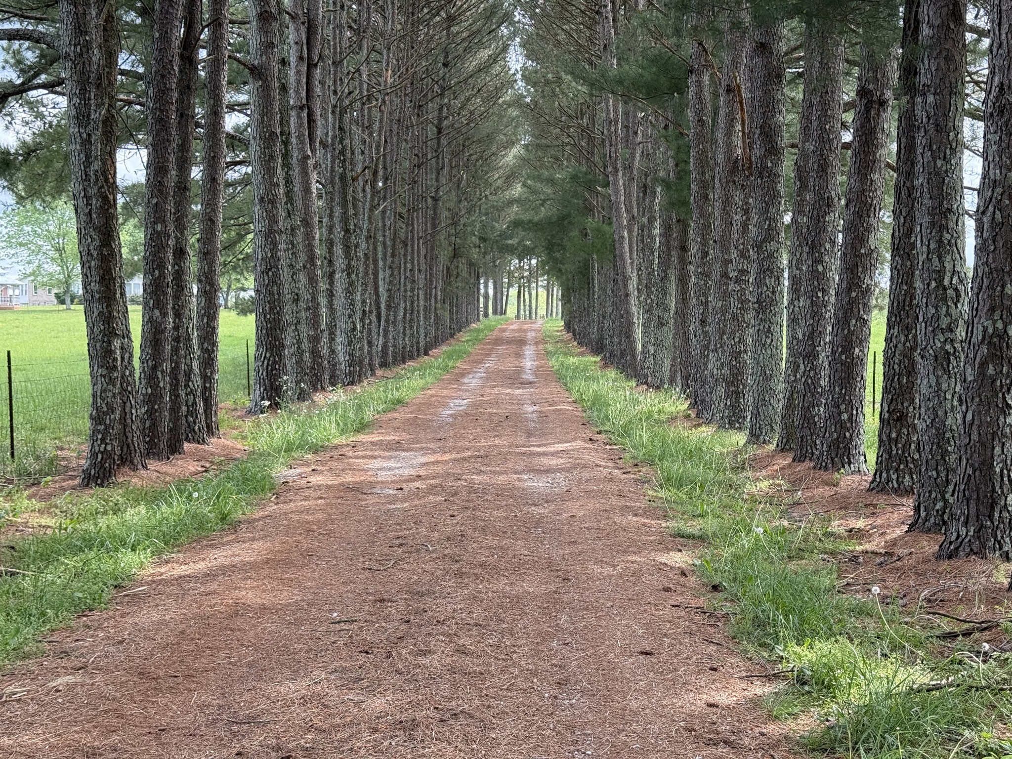a wooden bench with trees in the background