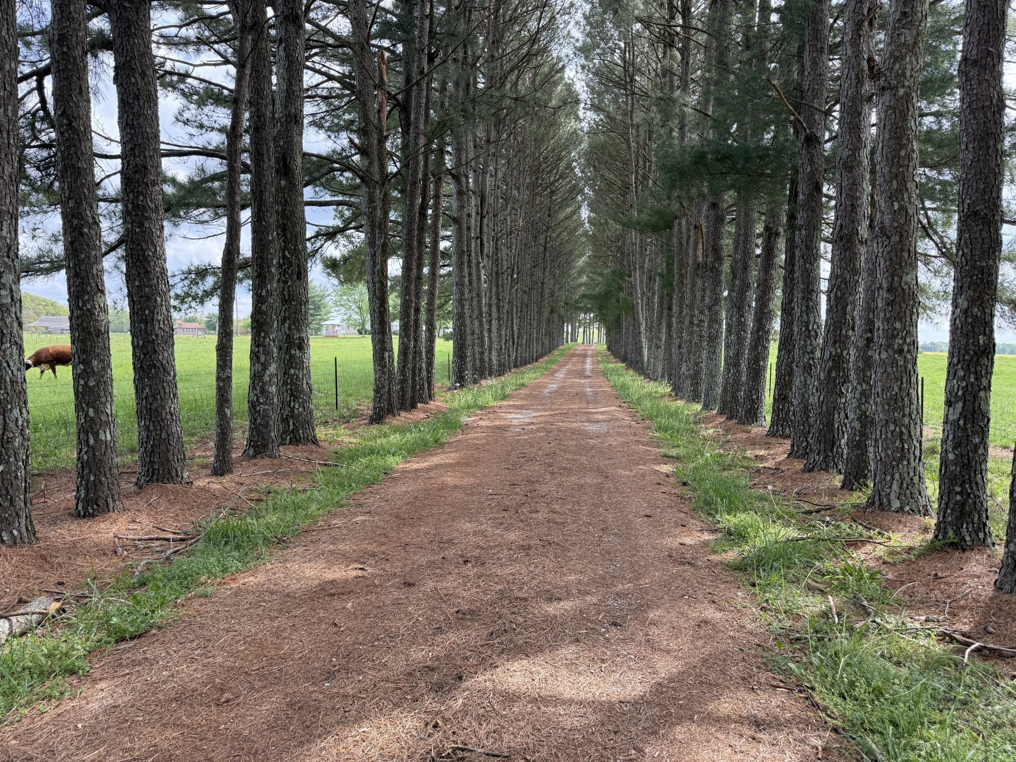5 Carol Road Summertown, TN 38483 - Photo 54 of 60 a view of backyard with green space