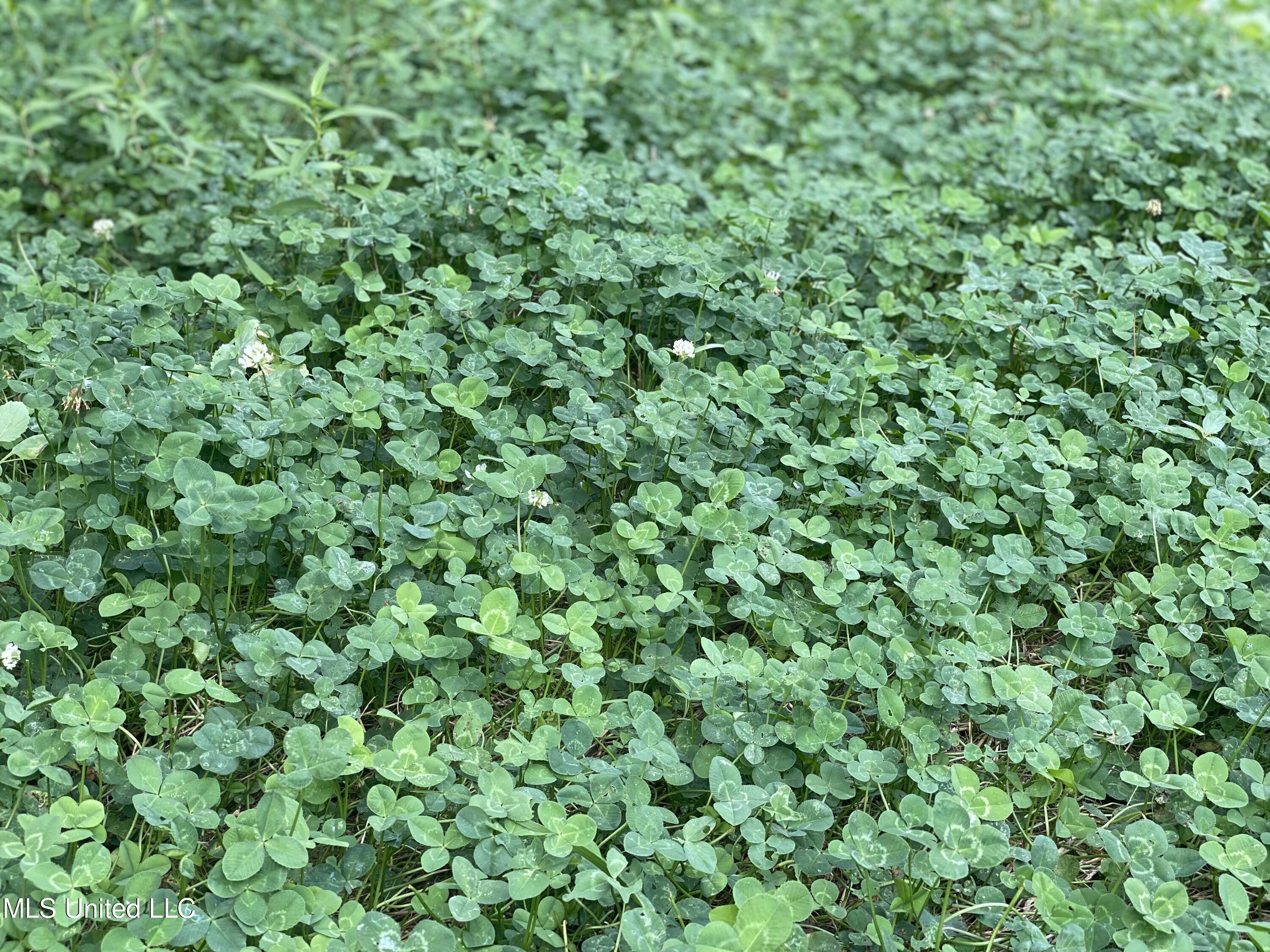 County Line Road Road Carthage, MS 39051 - Photo 1 of 45 92 Leake