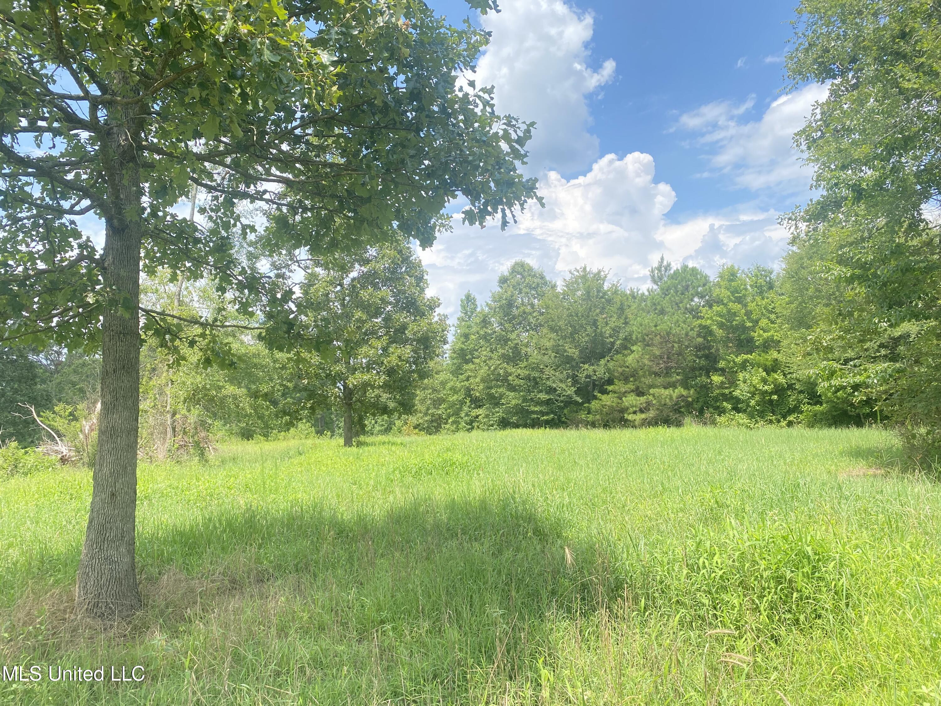 County Line Road Road Carthage, MS 39051 - Photo 7 of 45 Photo Jul 13, 2 01 59 PM