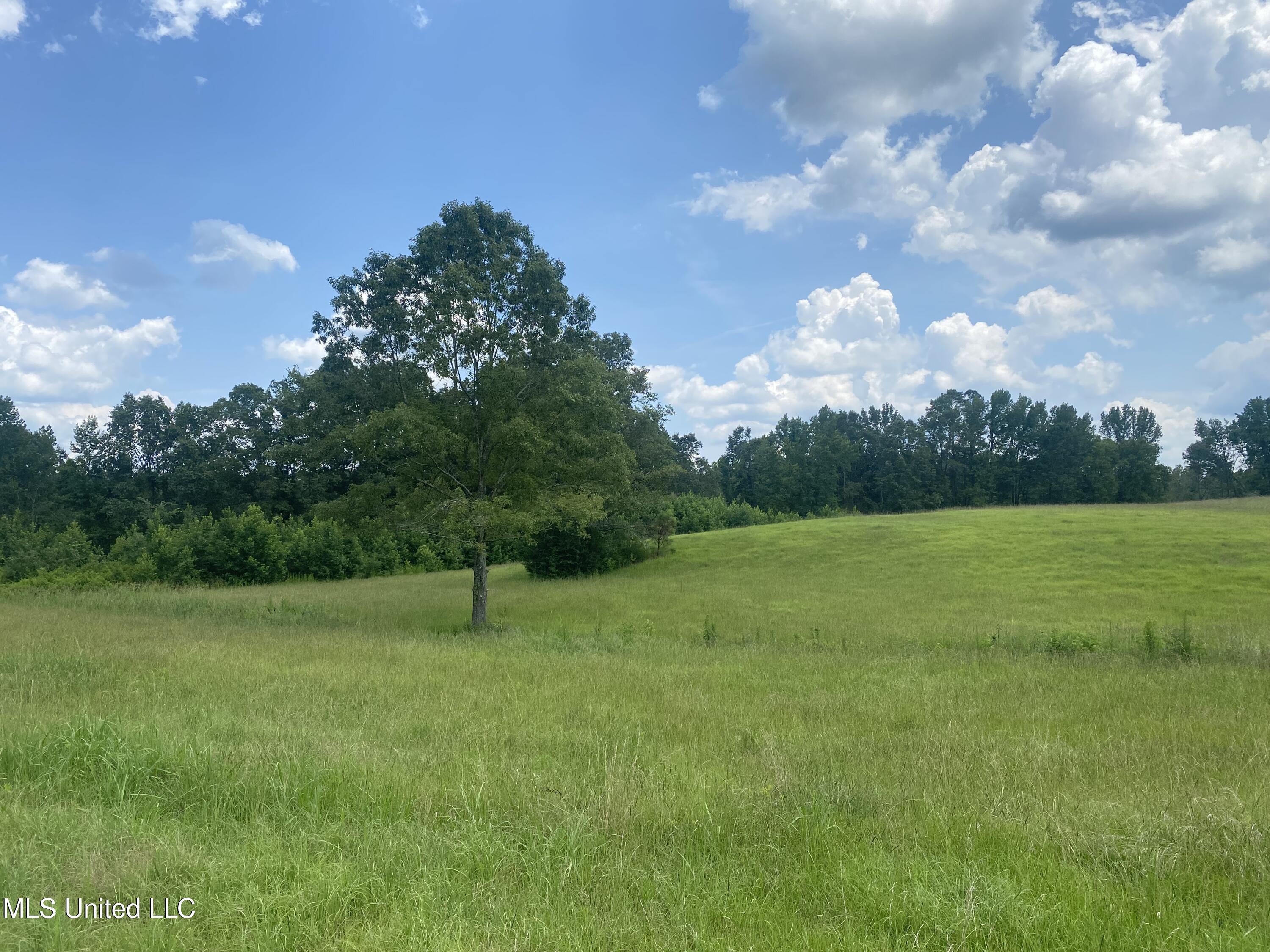 County Line Road Road Carthage, MS 39051 - Photo 9 of 45 Photo Jul 13, 1 56 11 PM