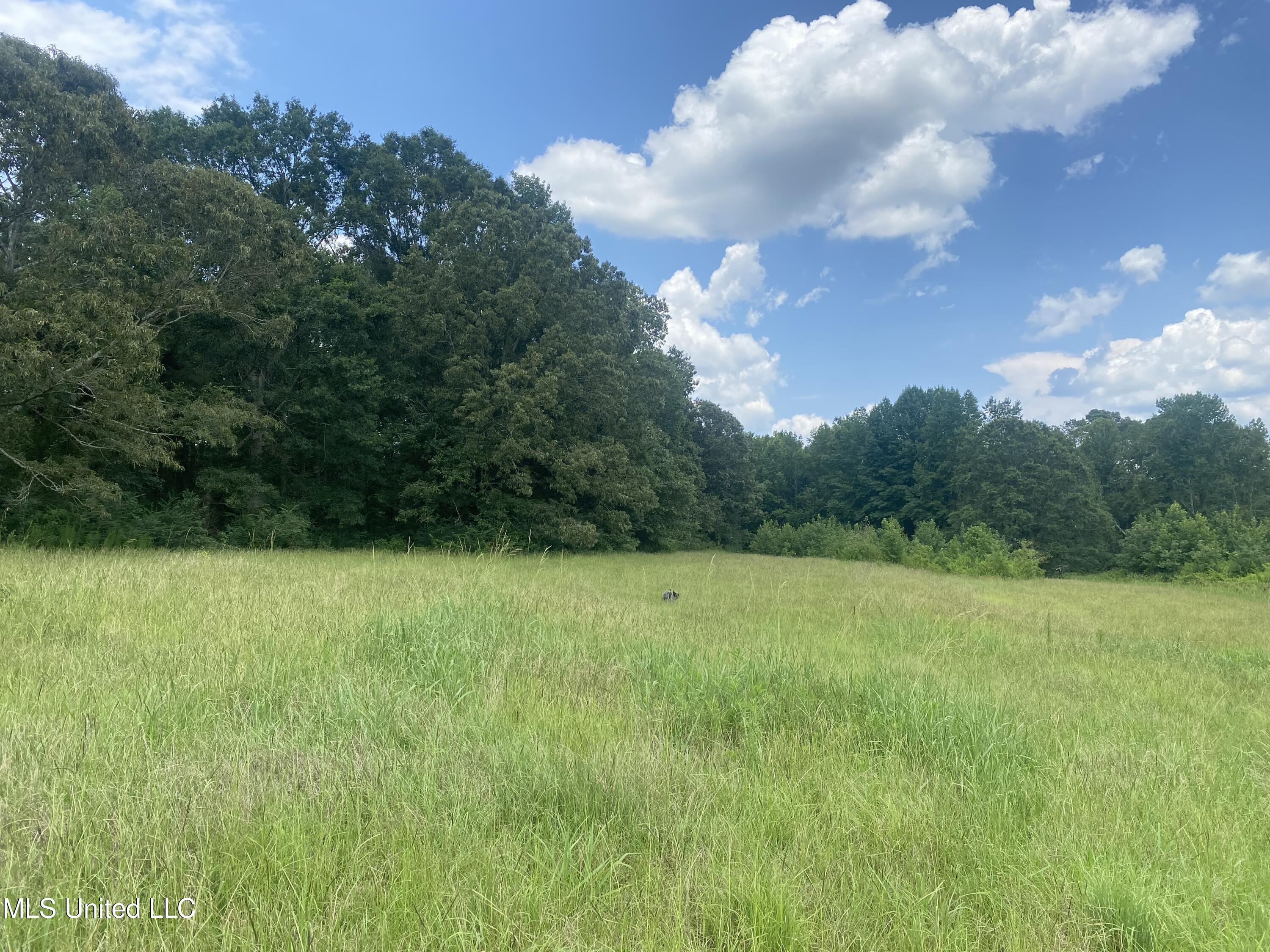 County Line Road Road Carthage, MS 39051 - Photo 10 of 45 Photo Jul 13, 1 56 14 PM