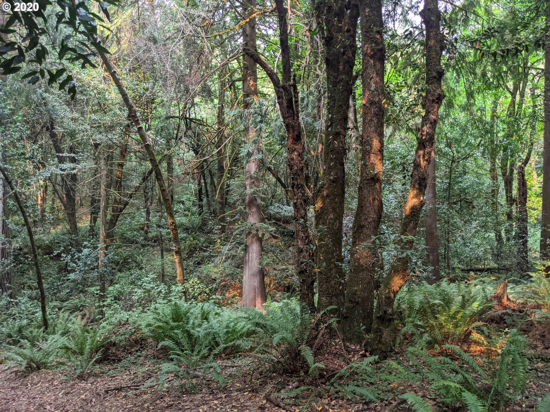 0 Myrtle Terrace Coquille, OR 97423 - Photo 18 of 24