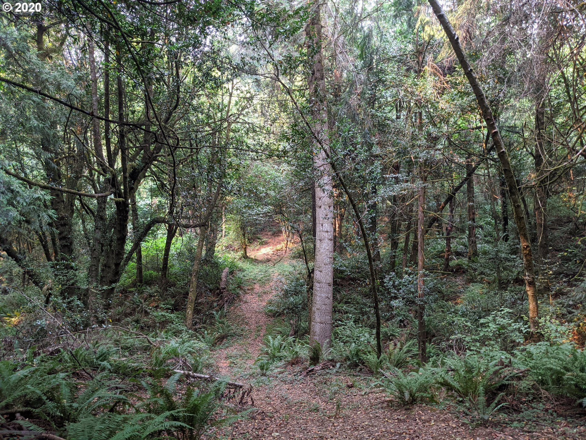 0 Myrtle Terrace Coquille, OR 97423 - Photo 19 of 24