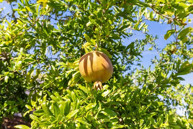 $635,000 | 5409 Mill Water Circle, Rancho Cordova, CA 95742