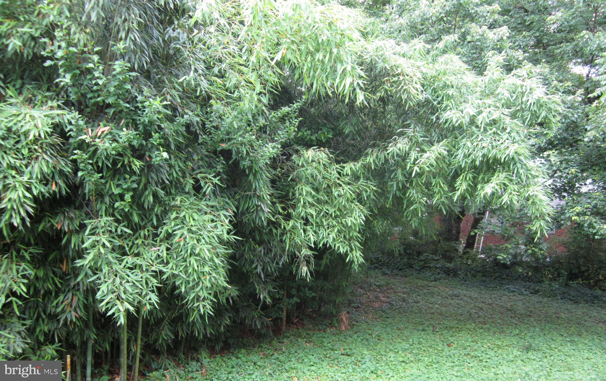 7310 Franklin Road Annandale, VA 22003 - Photo 9 of 10 Back Yard