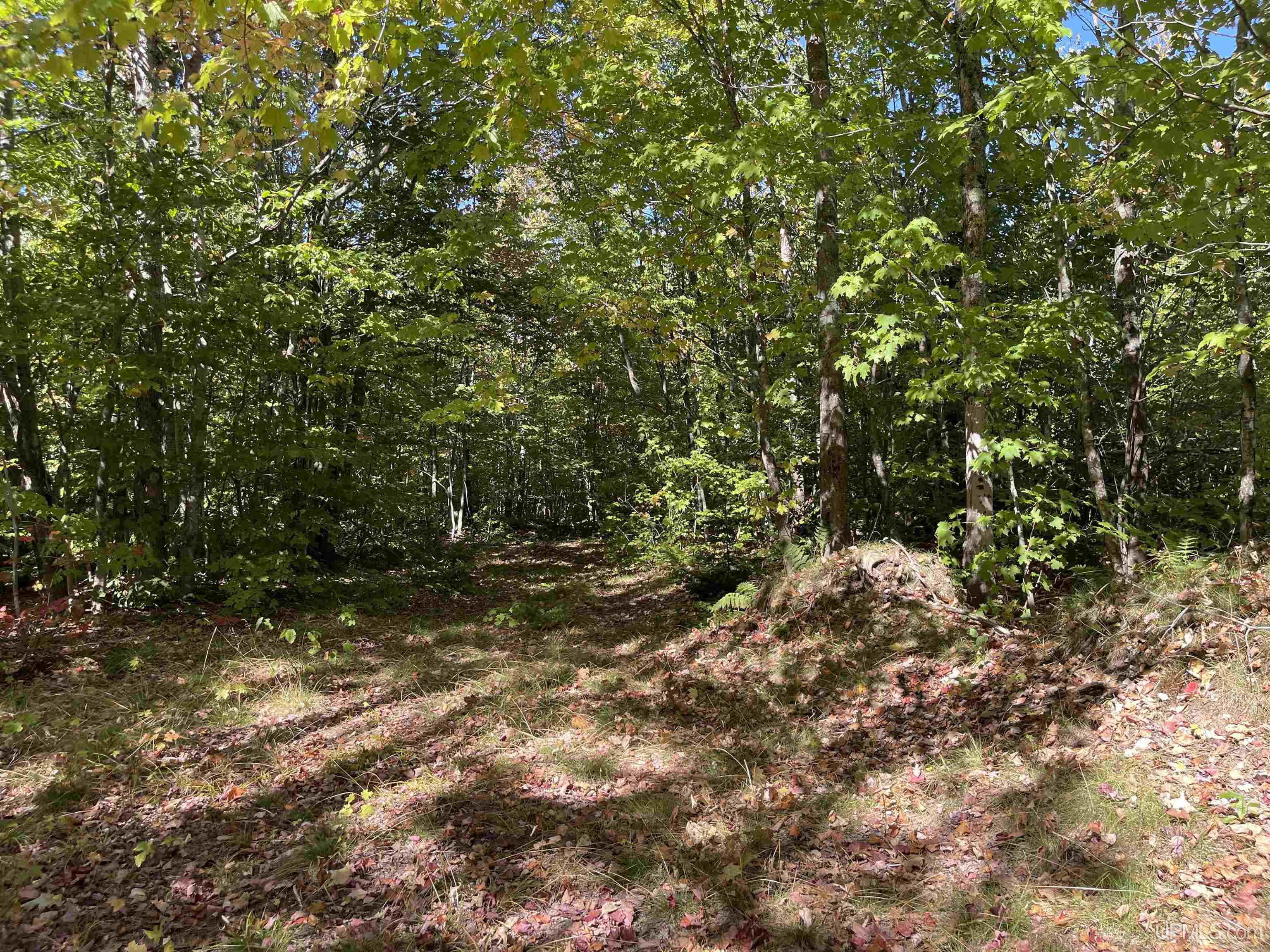 40 Acres Off H-58 Road Grand Marais, MI 49839 - Photo 12 of 21 Gallery Image 12