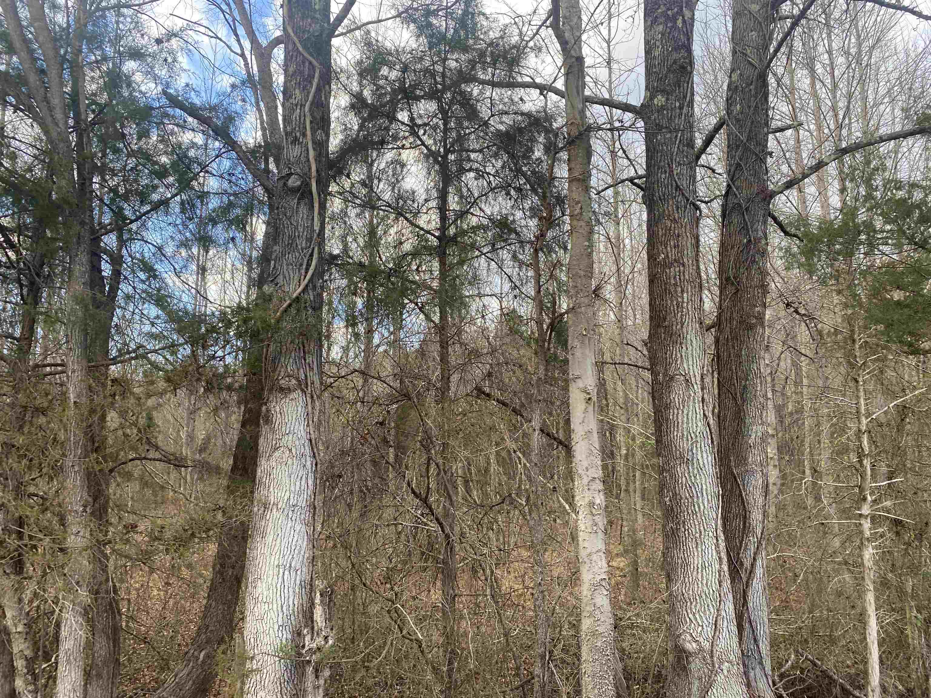 8 Rose Creek Road Selmer, TN 38375 - Photo 5 of 11