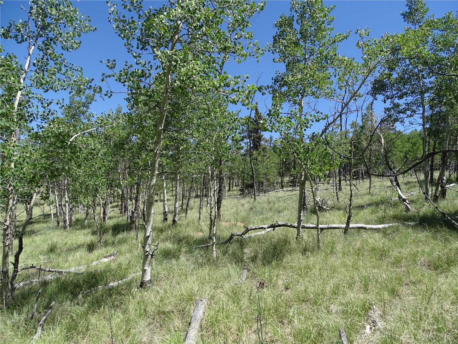 782 Bow String Road Como, CO 80456 - Photo 13 of 22