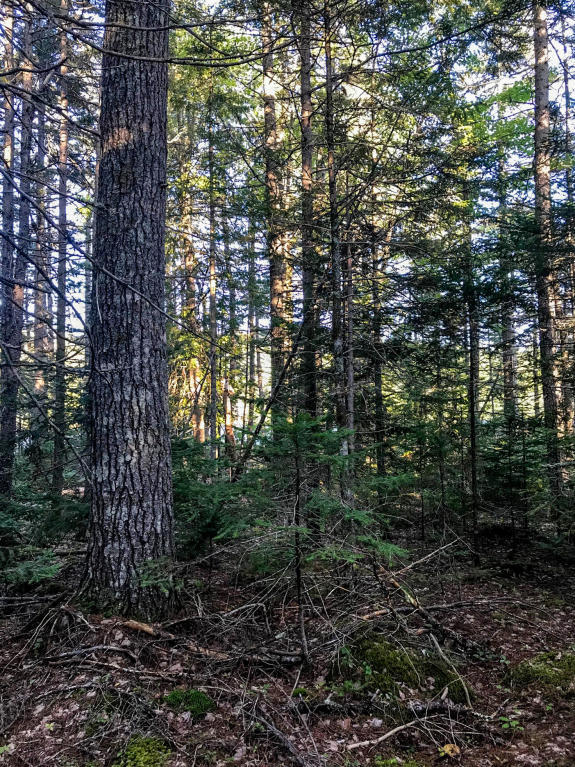 Lot 714 Ryder Road Wesley, ME 04686 - Photo 24 of 35 Private