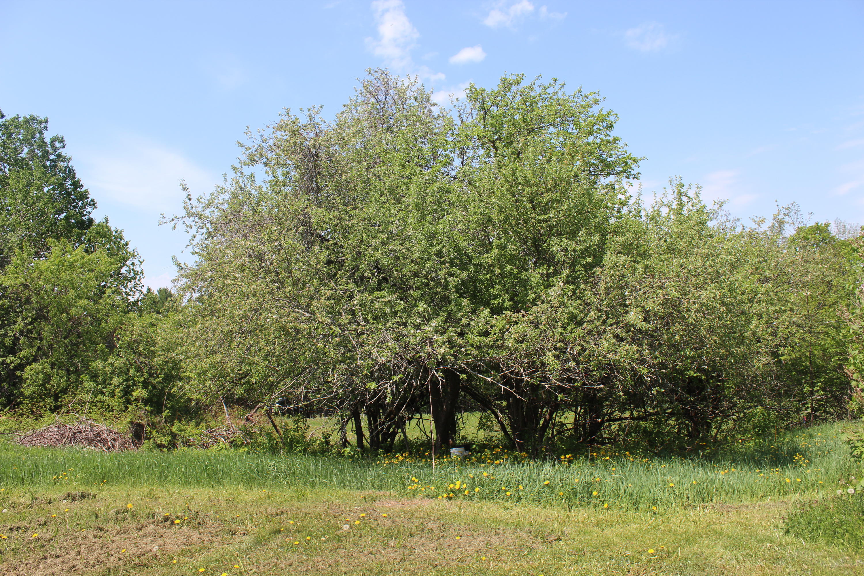 93 Ridge Road Oakfield, ME 04763 - Photo 28 of 38 IMG_2153