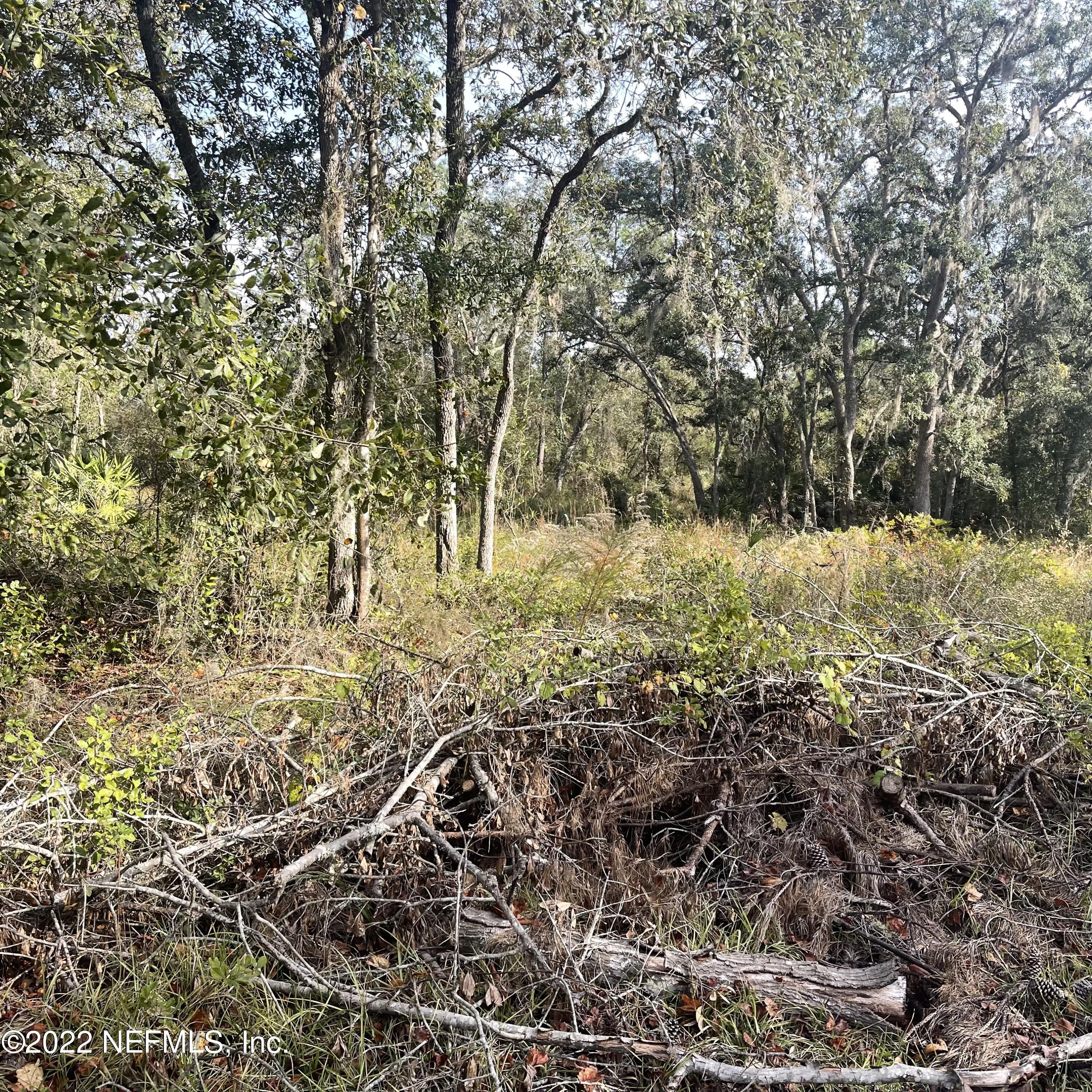 a view of a yard with plants and trees