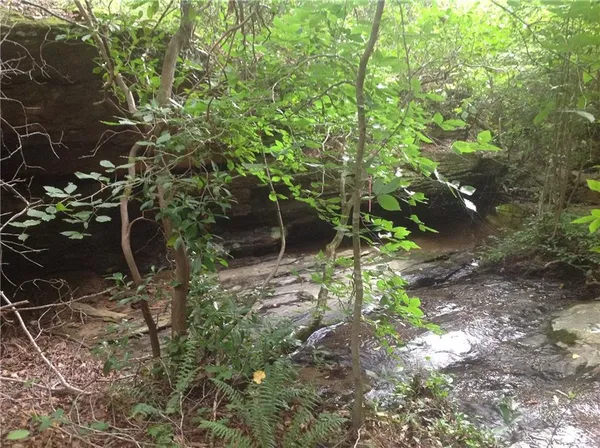 a view of a forest that has large trees