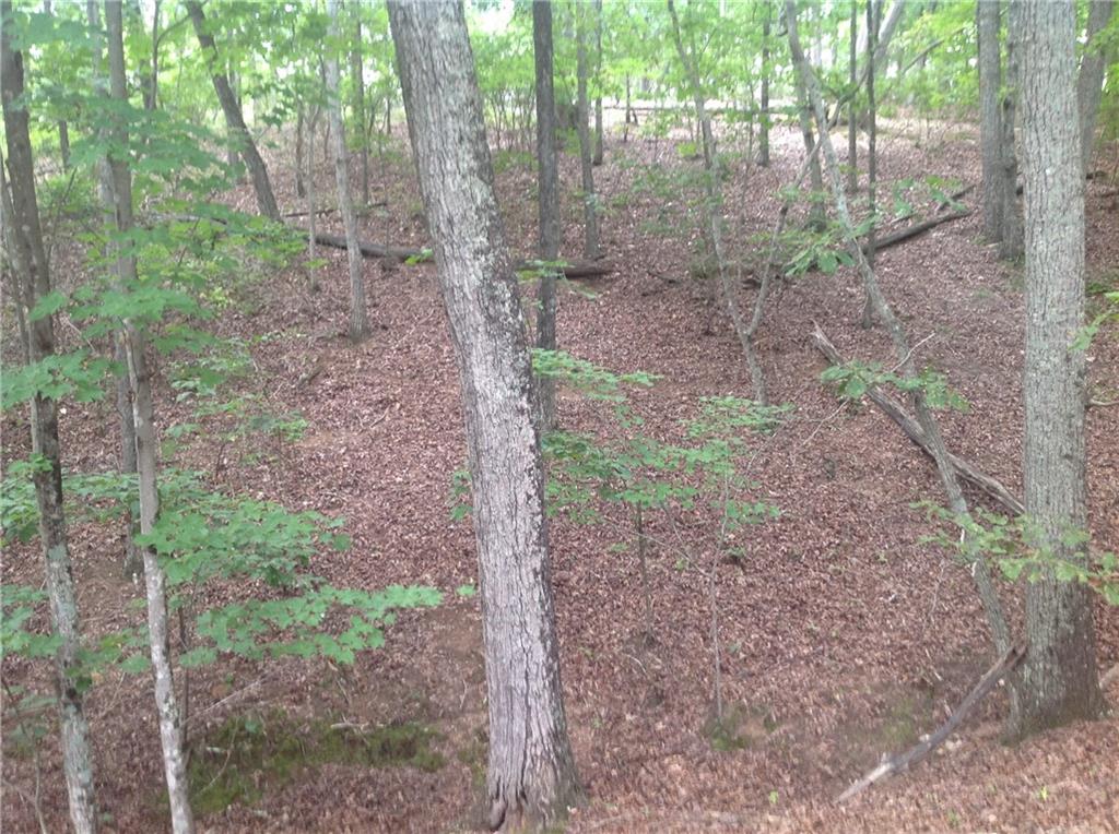 0 Osborne Road Flowery Branch, GA 30542 - Photo 14 of 19 a view of a forest that has large trees