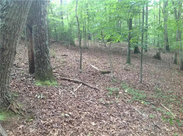 a view of a forest that has large trees