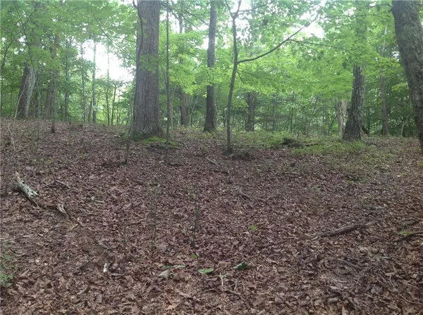 a view of a forest with trees in the background