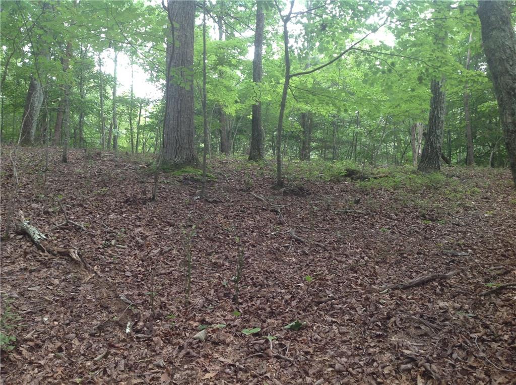 0 Osborne Road Flowery Branch, GA 30542 - Photo 17 of 19 a view of a forest that has large trees
